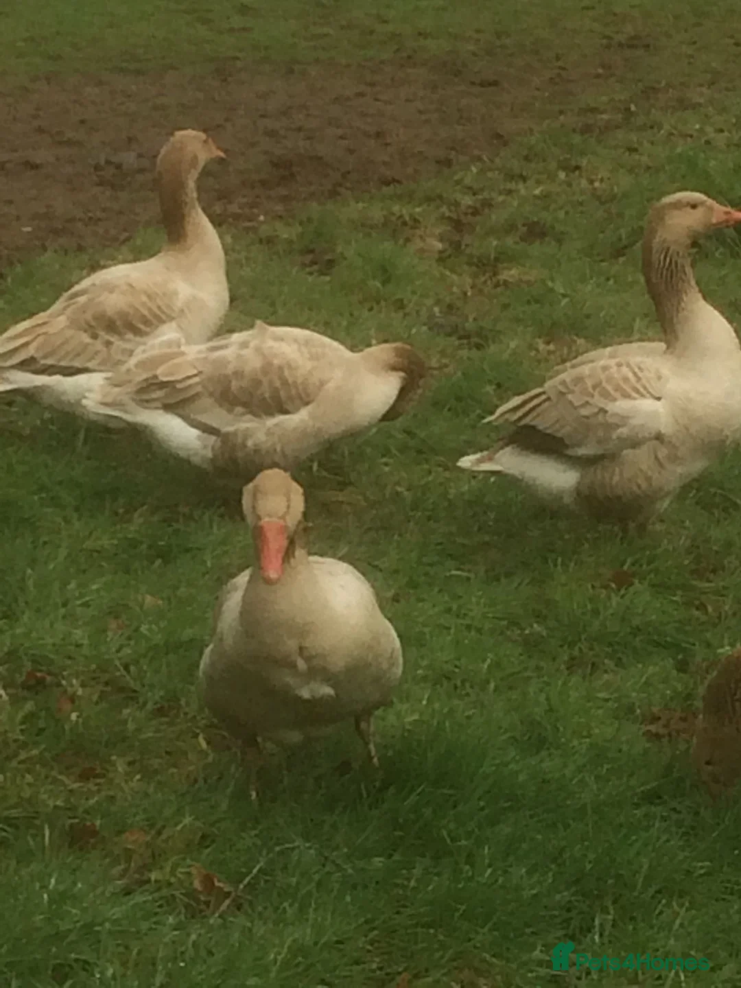 Geese poultry for sale: Brecon Buff Geese - Advert 1