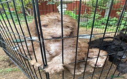 Bedlington Terrier dogs for sale: Bedlington Terrier puppies for sale in Hertford - Image 40
