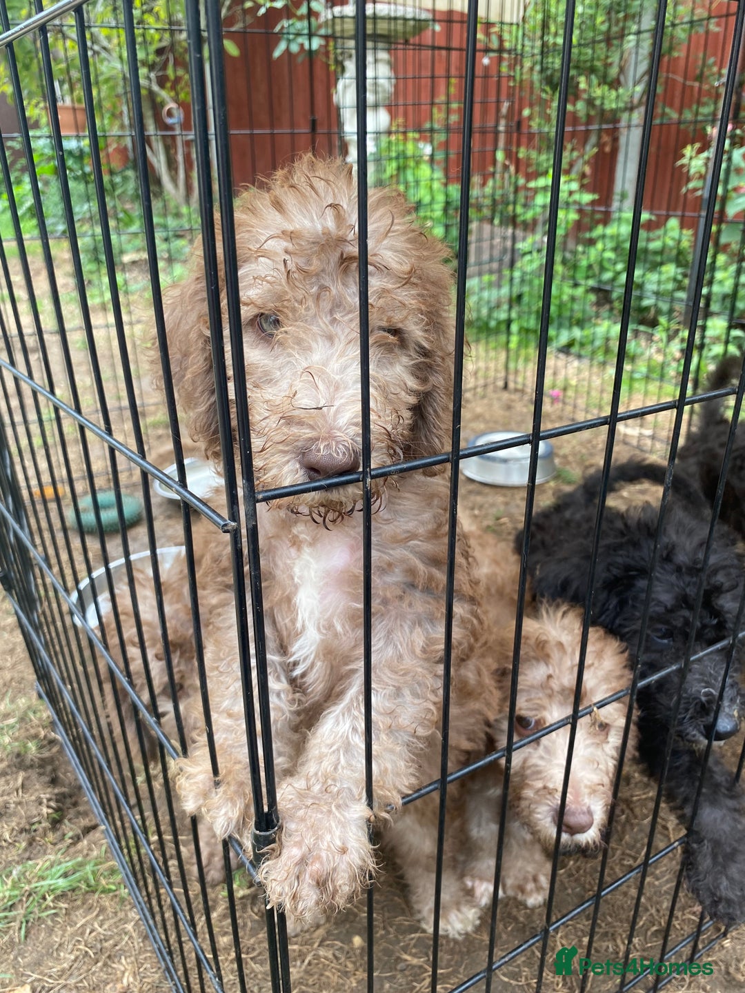 Bedlington Terrier dogs for sale: Bedlington Terrier puppies for sale in Hertford - Image 40