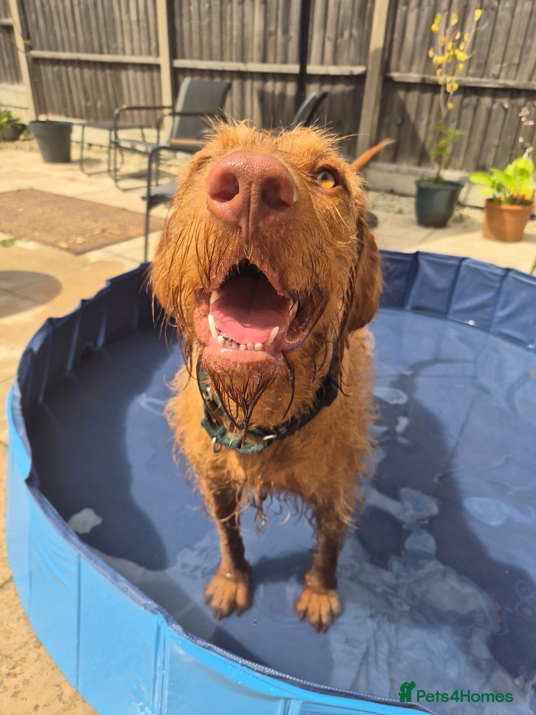Hungarian Vizsla dogs for sale: Gorgeous 15 month wirehaired vizla  - Image 6