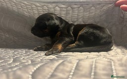 Dobermann dogs for sale: European Dobermans Ready in 2 weeks - Image 7