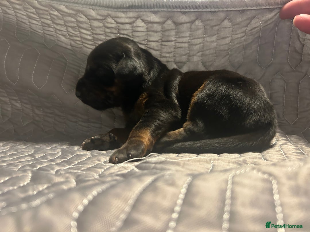 Dobermann dogs for sale: European Dobermans Ready in 2 weeks - Image 7