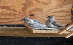 Doves birds for sale: Diamond dove - Advert 2