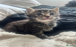 Maine Coon cats for sale: MAINCOON KITTENS READY NOW  - Image 7