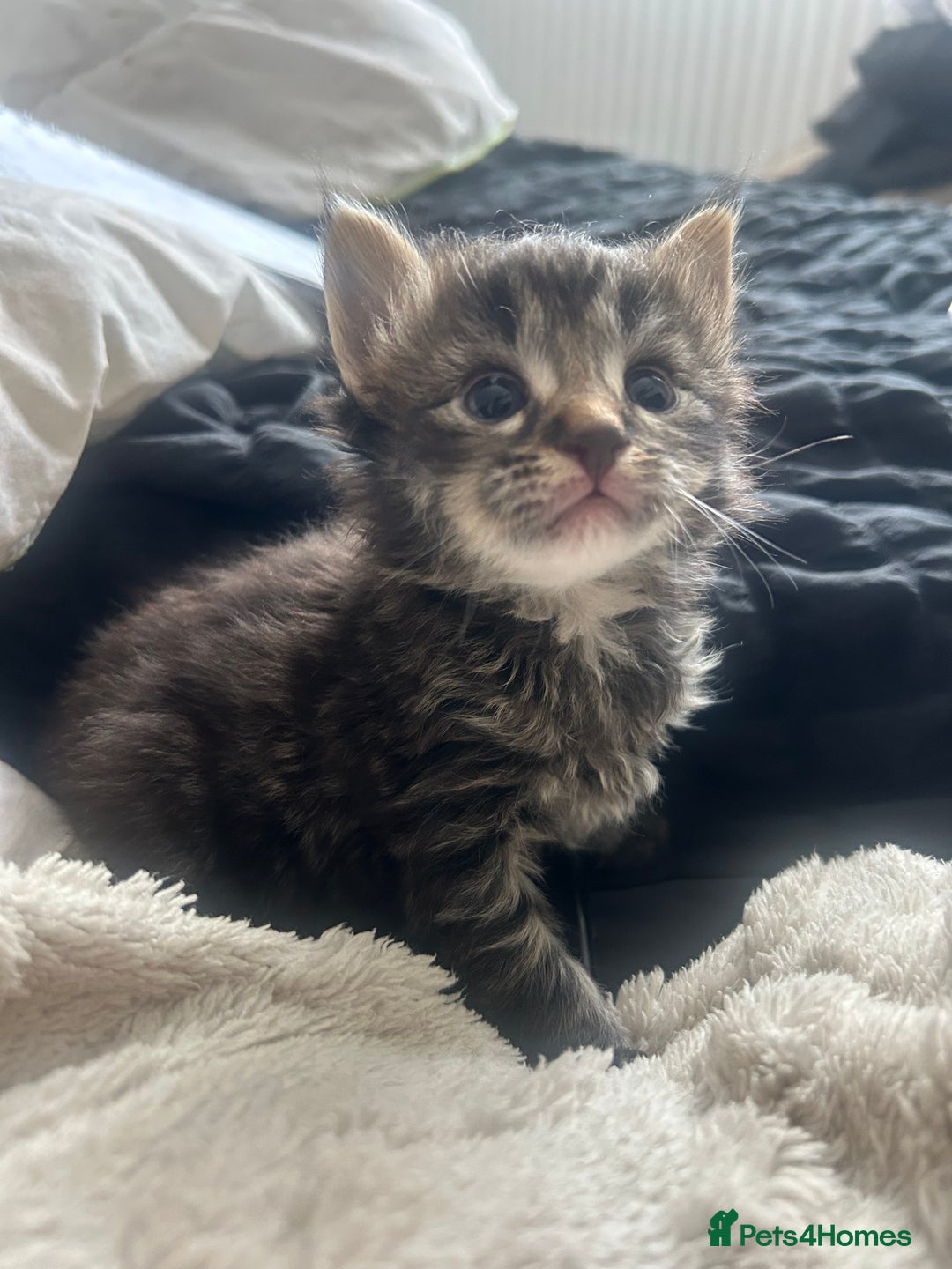 Maine Coon cats for sale: MAINCOON KITTENS READY NOW  - Image 7