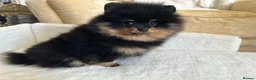 Pomeranian dogs for sale: 🏆KC Russian/Taiwan 🏆Pomeranian puppies - Advert 14