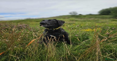 Mixed Breed dogs - Advert 14