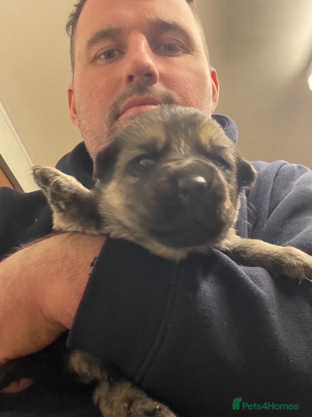 German Shepherd dogs for sale: Straight back German Shepard’s  - Advert 9