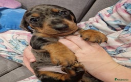 Miniature Dachshund dogs for sale:  Adorable Miniature Dachshund Puppies - Image 9