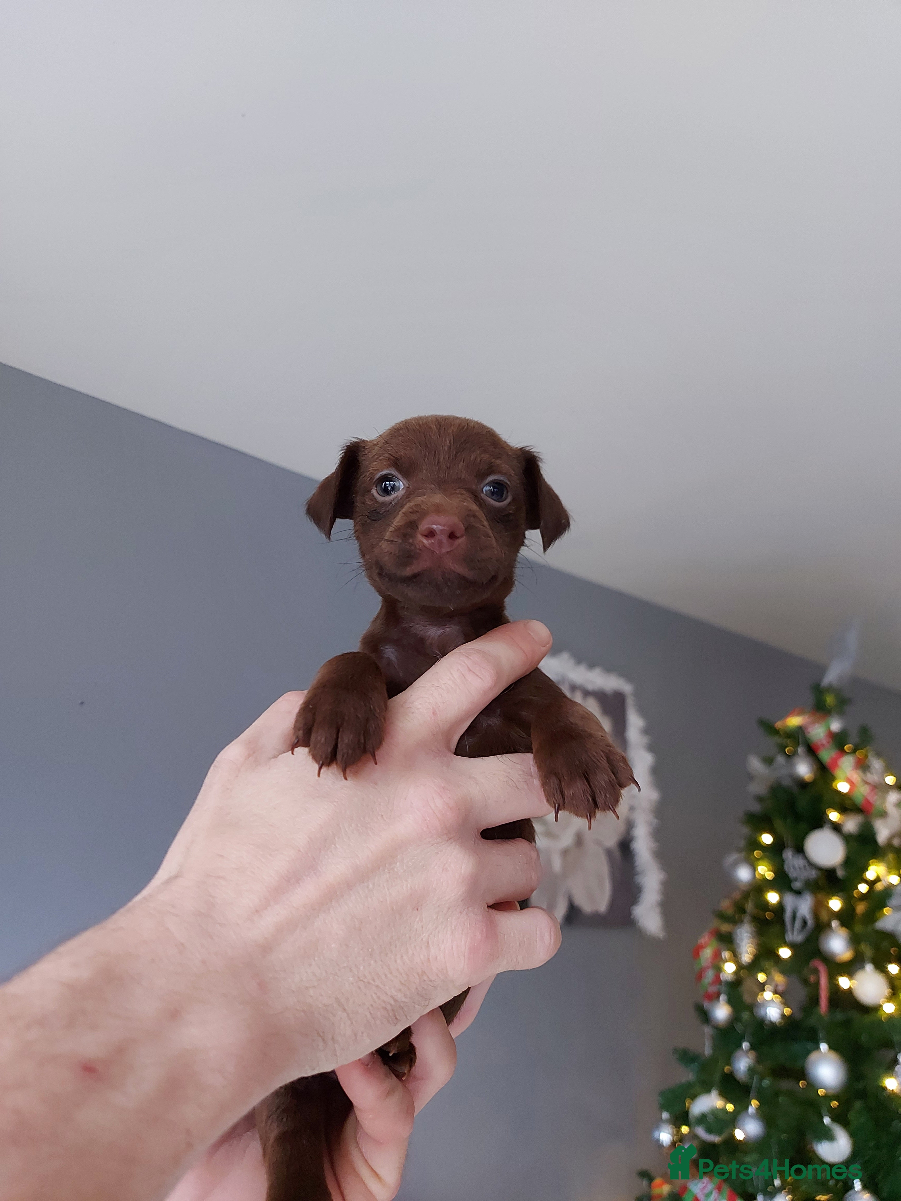 Patterdale Terrier dogs Patterdale terrier puppies  - Advert 11