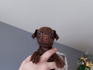 Patterdale Terrier dogs Patterdale terrier puppies - Advert 7