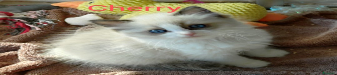 Ragdoll Kitten 1 CHERRY GIRL