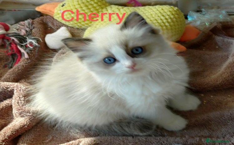 Ragdoll cats - Advert 10