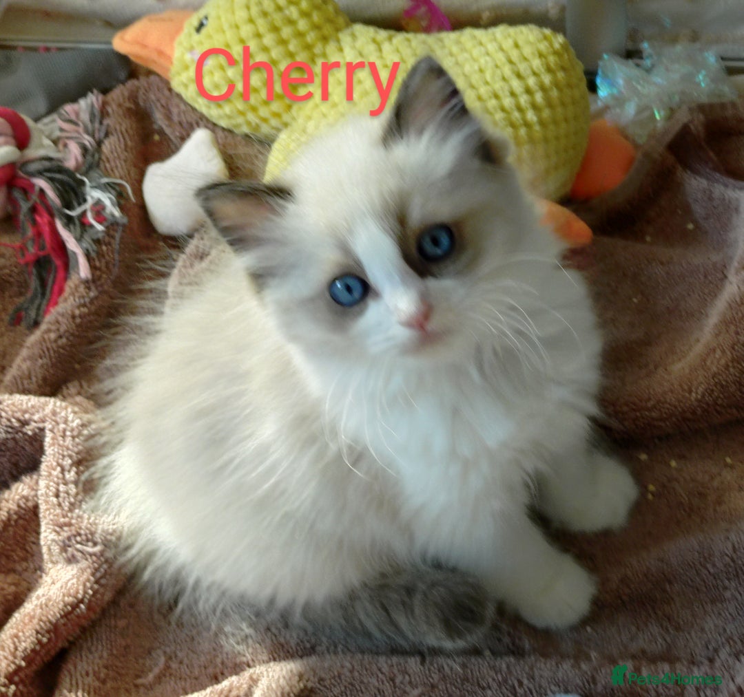 Ragdoll cats for sale: GCCF pedigree ragdoll kittens for sale £850 -£1100 - Image 13