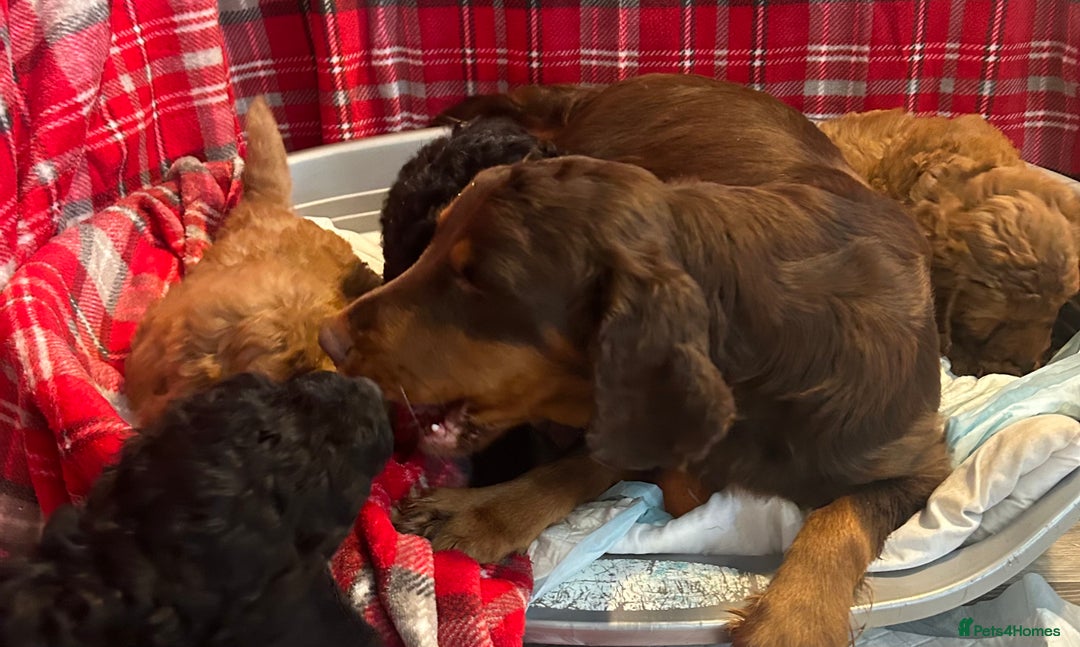 Cockapoo dogs for sale: 🐕‍🦺🐶ADORABLE COCKAPOO 🐶 🐕‍🦺 - Advert 14