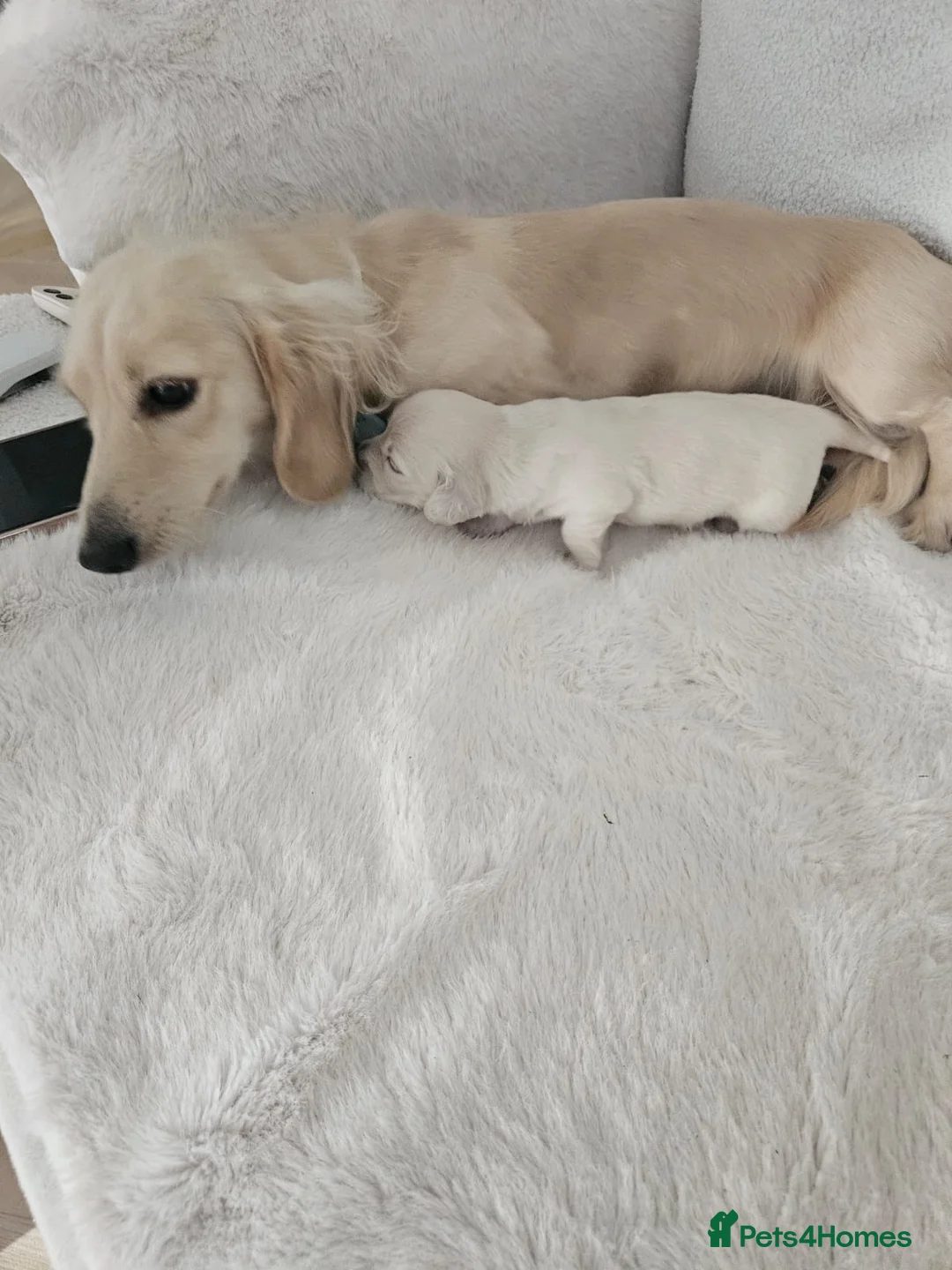Miniature Dachshund dogs for sale: Clear Cream Platinum Miniature Dachshund  - Advert 2