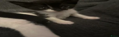 Mixed Breed Kitten 2