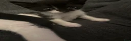Mixed Breed cats for sale: Adorable Kitten Looking for a Loving Home - Advert 4