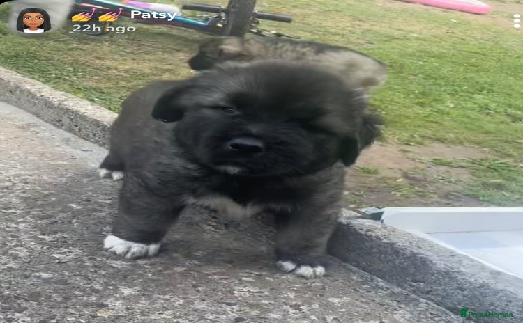 Caucasian Shepherd Dog dogs - Advert 15