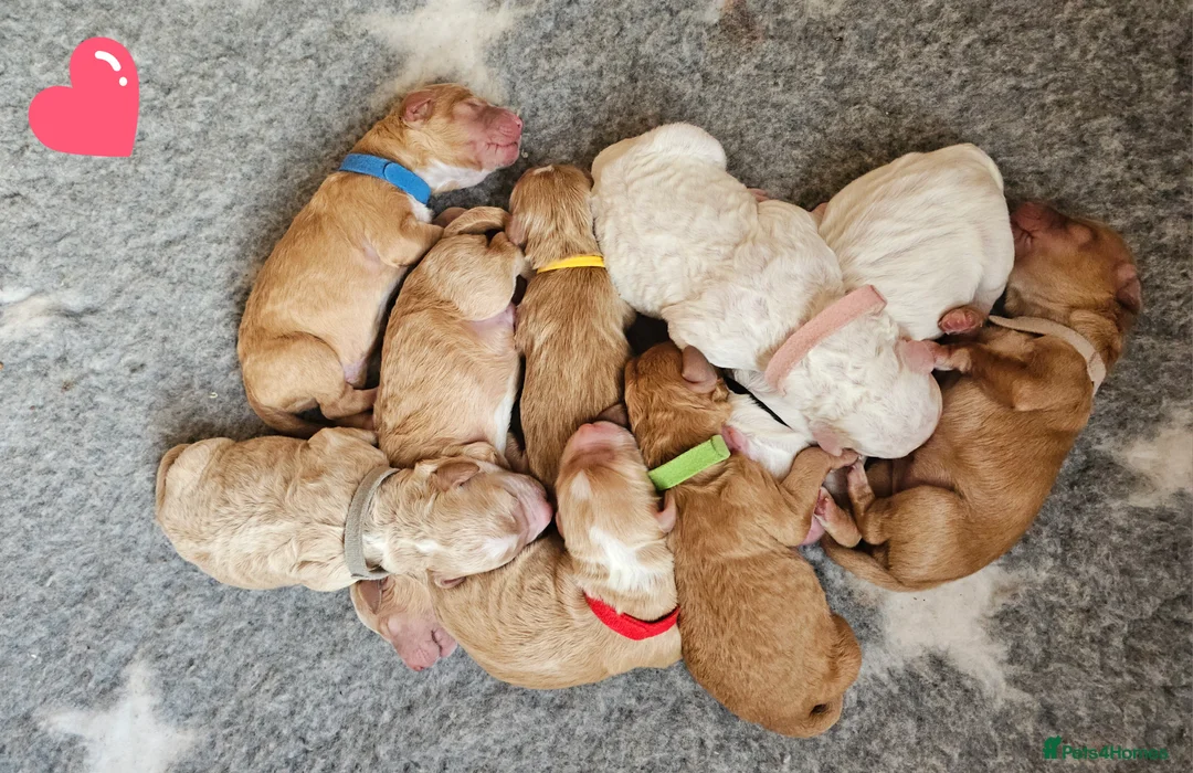 Australian Labradoodle dogs for sale: STUNNING LITTER OF AUSTRALIAN LABRADOODLES  - Advert 3