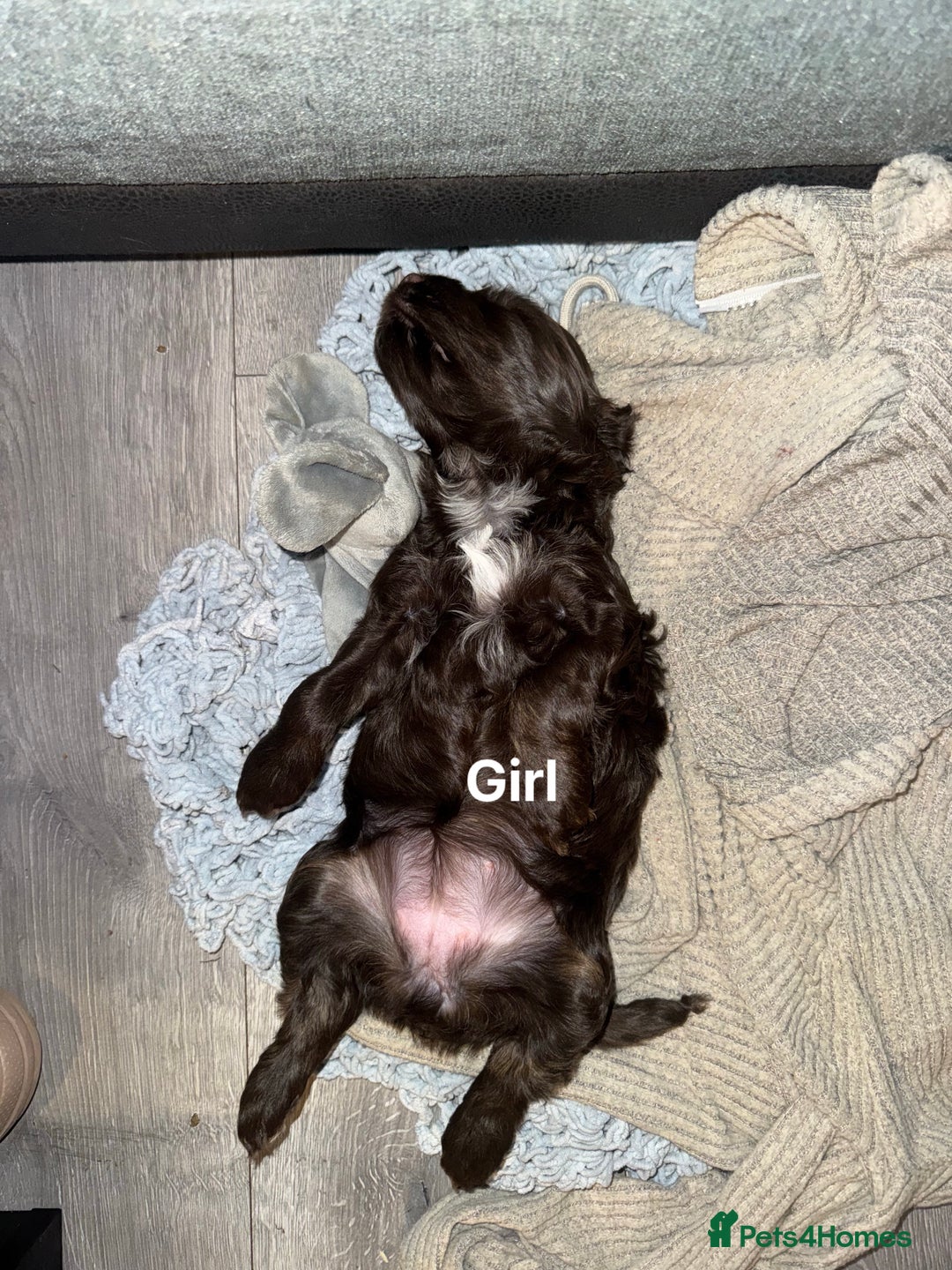 Cockapoo dogs for sale: F1b cockpoo puppies looking for forever homes.  - Advert 8