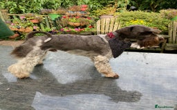 Miniature Poodle dogs for stud: CHOC/WHITE MINIATURE SCHNAUZER AT STUD in Coventry - Image 9