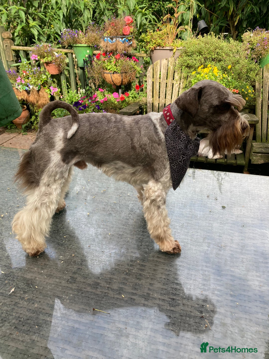 Miniature Poodle dogs for stud: CHOC/WHITE MINIATURE SCHNAUZER AT STUD in Coventry - Image 9