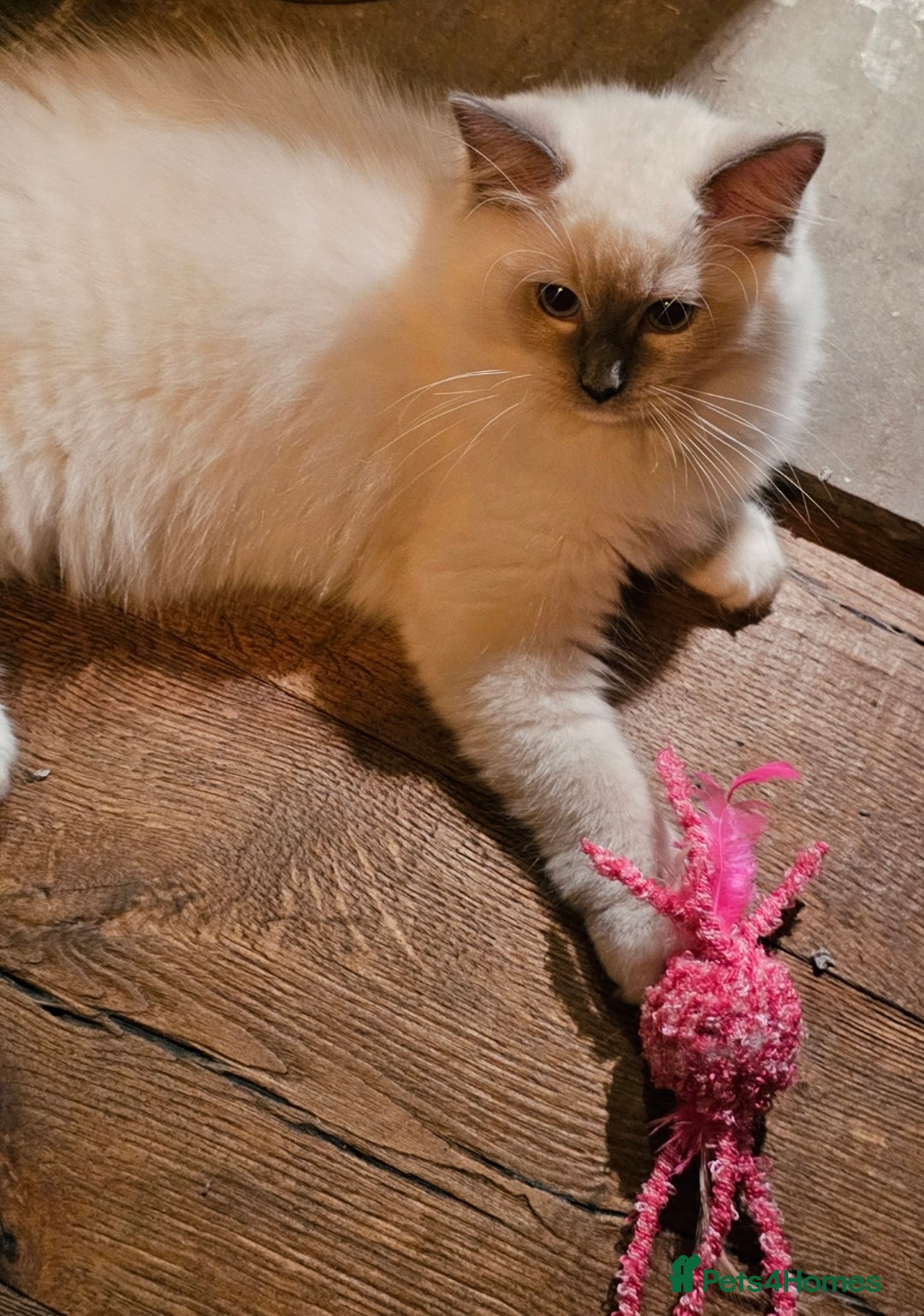 Ragdoll cats for sale: Amazing Ragdoll Babies - Image 14