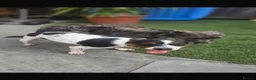 Jack Russell dogs for sale: Jack russel puppies  - Advert 1