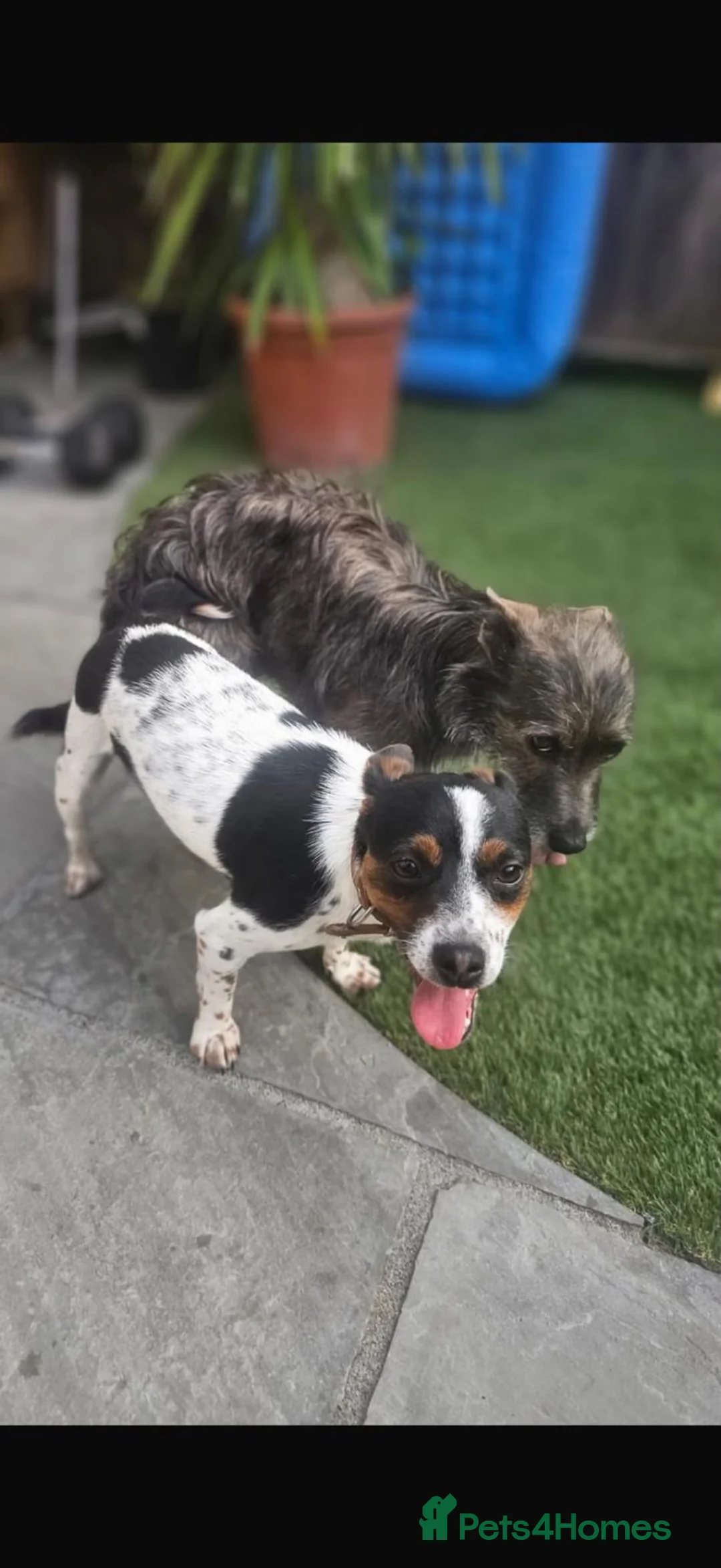 Jack Russell dogs for sale: Jack russel puppies  - Advert 1