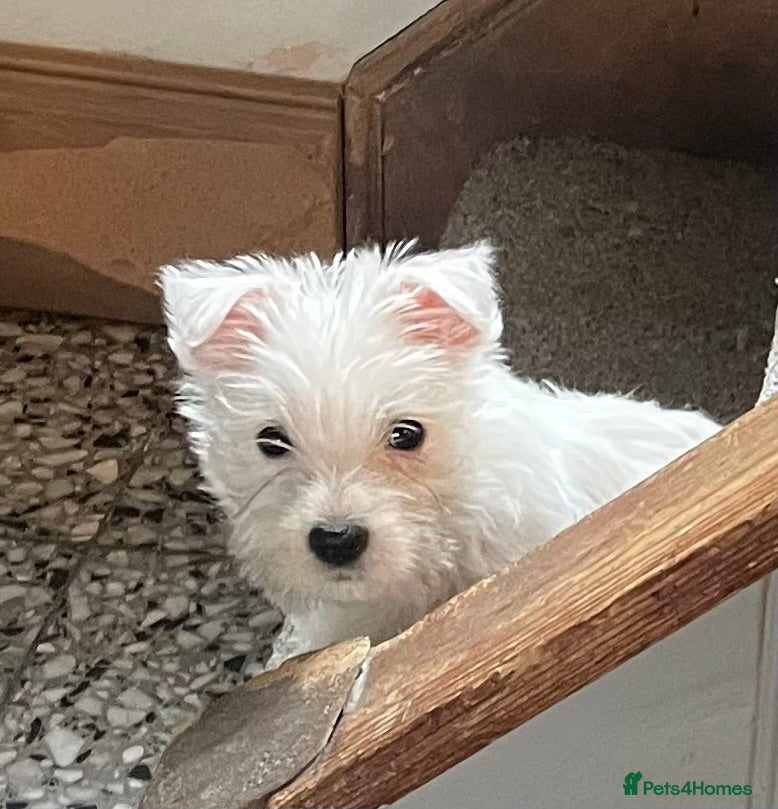West Highland Terrier dogs Beautiful west highland puppies - Advert 2