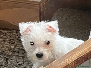 West Highland Terrier dogs Beautiful west highland puppies - Advert 2