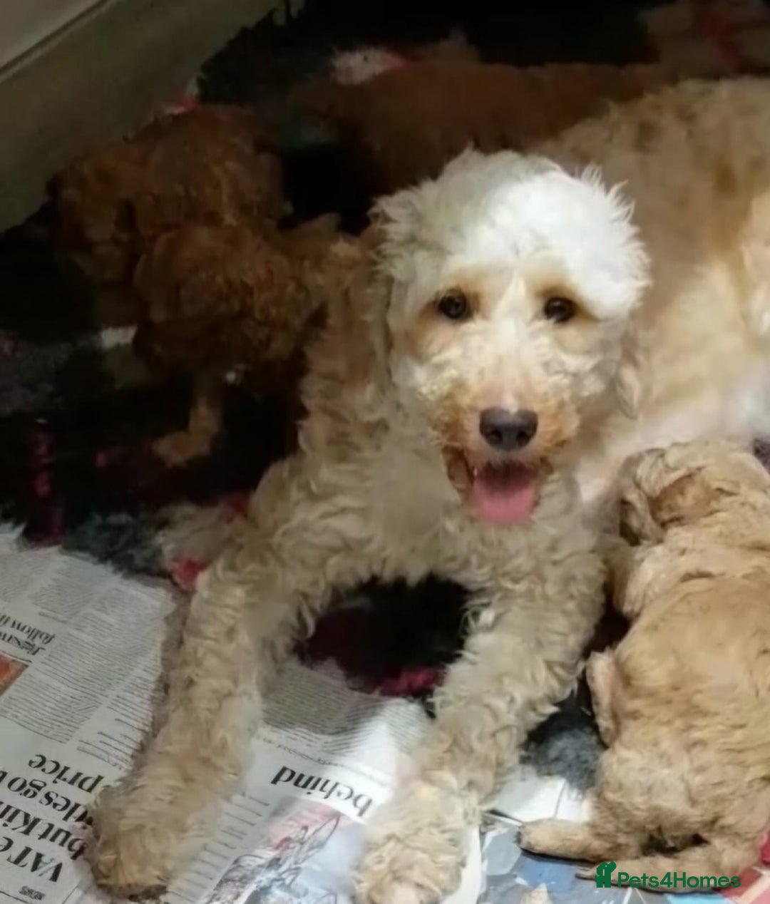 Mini Goldendoodle dogs for sale: Miniature golden doodles - Advert 2