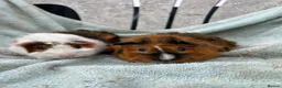 Guinea Pig rodents for sale: Female guinea pigs - Advert 1