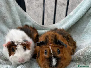 Guinea Pig rodents Female guinea pigs - Advert 4