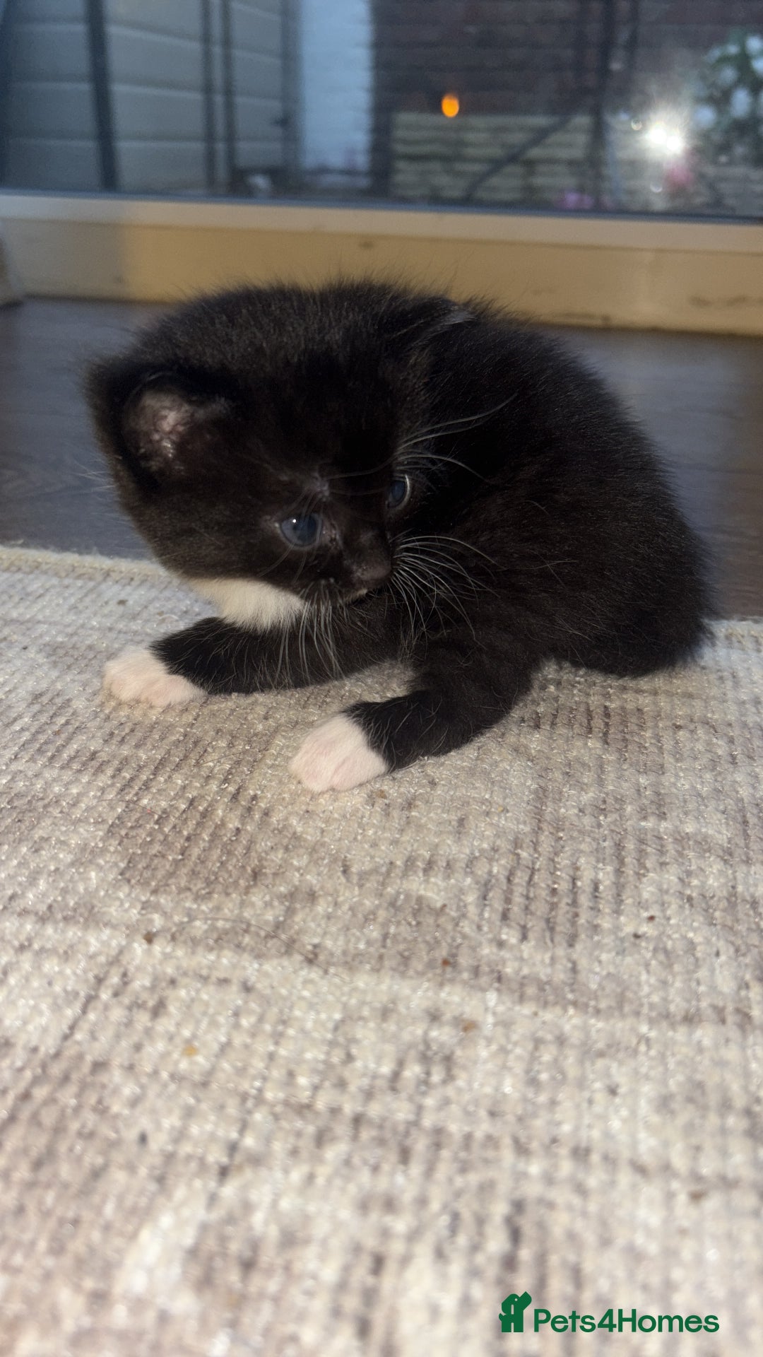 British Shorthair cats for sale: Beautiful kittens 3 girls 1 boy  - Advert 26