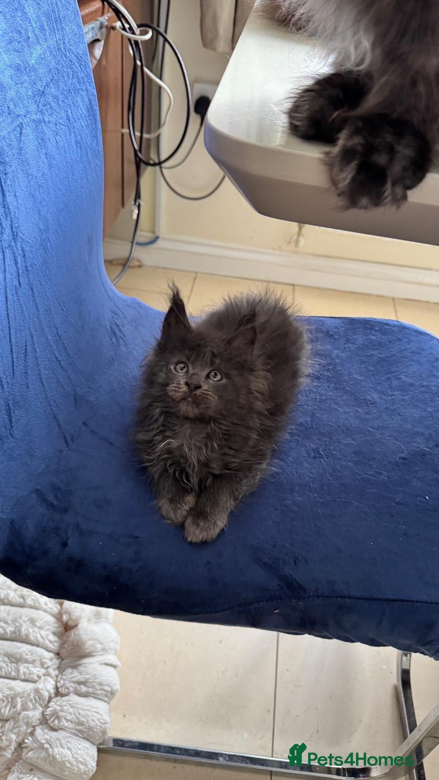 Maine Coon cats GCCF Rarely Available Mackerel XXLRussianBloodline - Advert 2