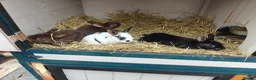 Rex rabbits for sale: Mini Rex Rabbits  - Advert 17