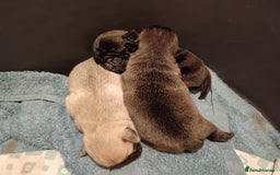 Pug dogs for sale: PEDIGREE PUG PUPPIES  - Advert 10