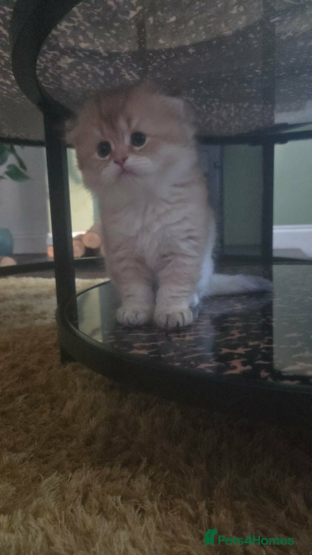 Scottish Fold cats Adorable Scottish Fold and Straight kittens 💙💜  - Advert 2