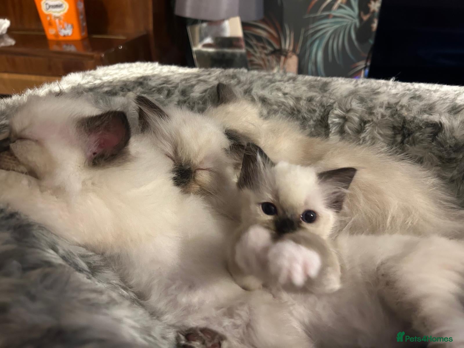 Ragdoll cats Only 1 beautiful ragdoll girl left  - Advert 1