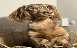 Miniature Dachshund dogs for sale: Exceptional quality long haired mini dachshunds - Image 25