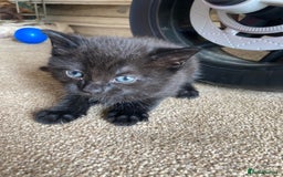 Maine Coon cats for sale: Maine coon x  - Image 6