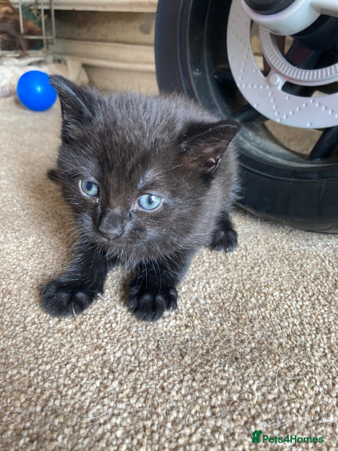 Maine Coon cats for sale: Maine coon x  - Image 6