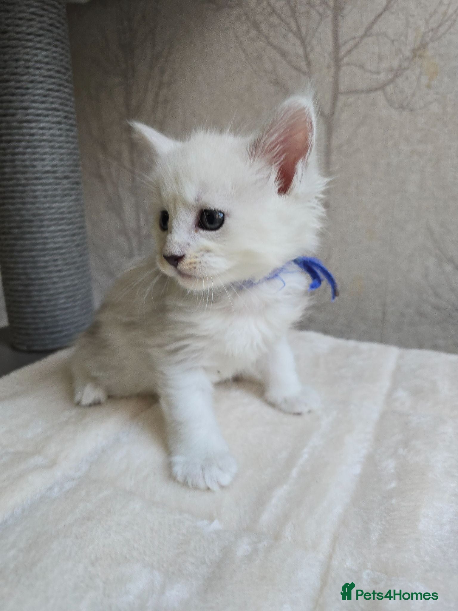 Maine Coon cats STUNNING RARE Maine Coons Shaded Shell Silver - Advert 1