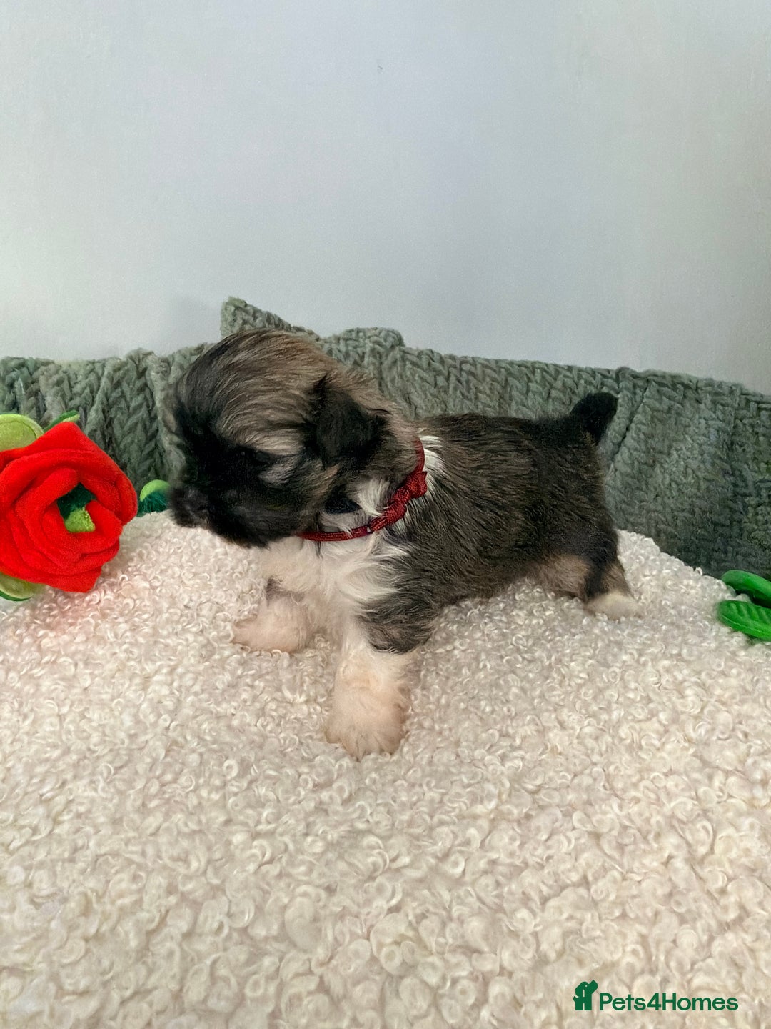 Lhasa Apso dogs for sale: Beautiful litter of KC Lhasa Apso puppies  - Advert 16