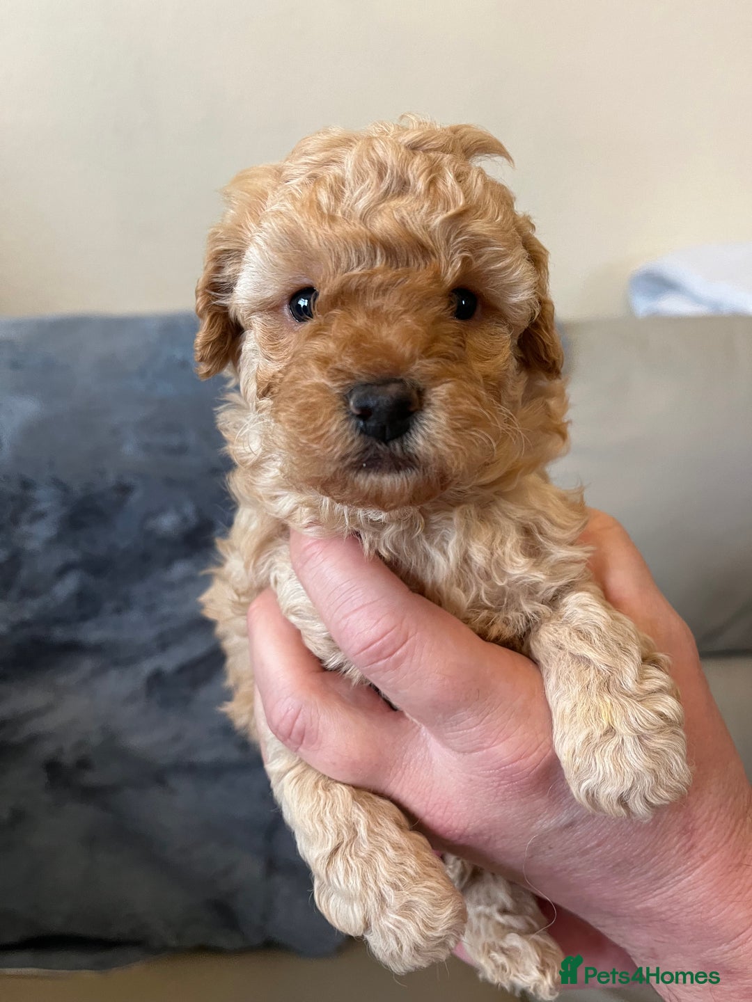 Shihpoo dogs for sale: beautiful shihpoo litter - Image 33