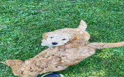 Mixed Breed dogs for sale: Mixed breed puppy - last one - Image 7