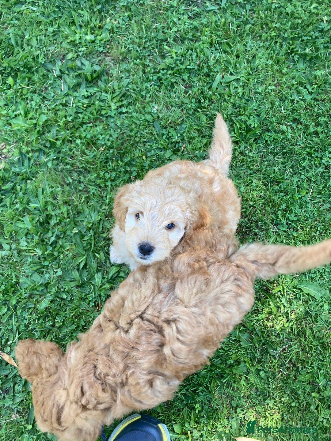 Mixed Breed dogs for sale: Mixed breed puppy - last one - Image 7