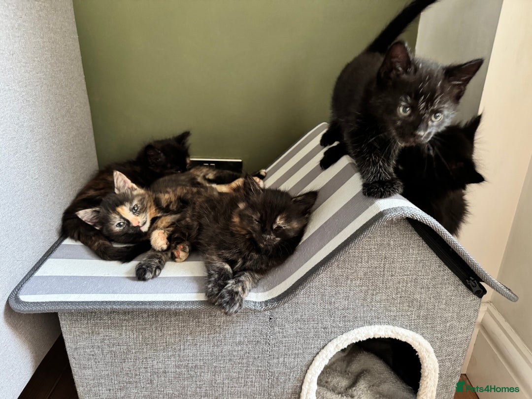 British Longhair cats for sale: Longhair & Shorthair Kittens - Image 1